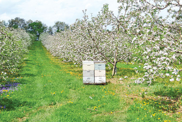 Кошнице у цветном воћњаку